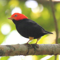 Red-capped Manakin